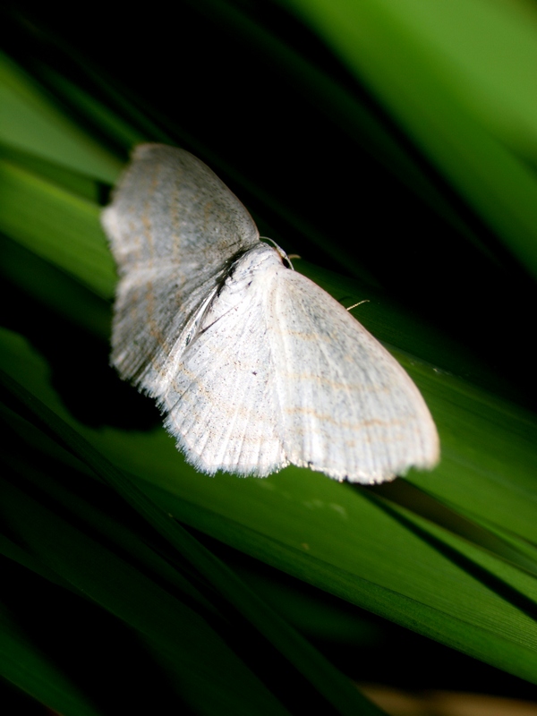 Geometridae